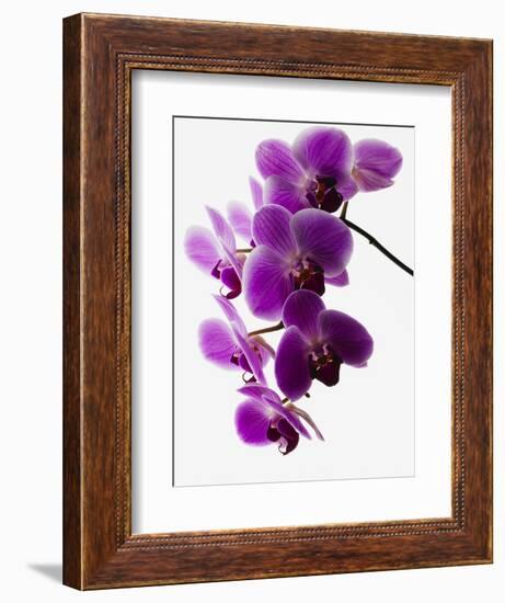 Phalaenopsis Orchids-null-Framed Photographic Print