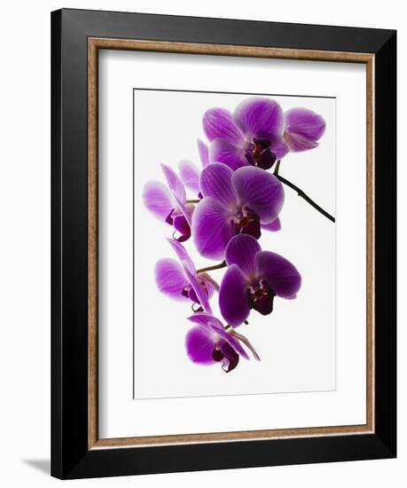 Phalaenopsis Orchids-null-Framed Photographic Print