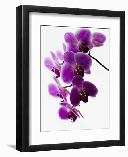 Phalaenopsis Orchids-null-Framed Photographic Print