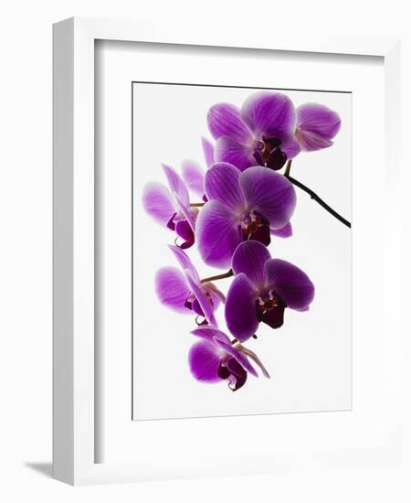 Phalaenopsis Orchids-null-Framed Photographic Print