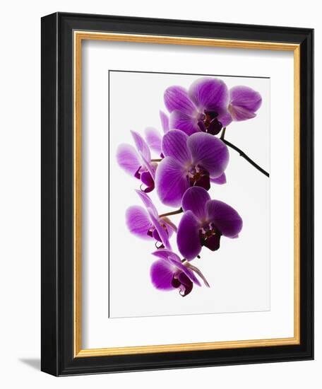 Phalaenopsis Orchids-null-Framed Photographic Print