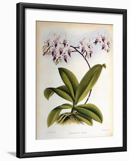 Phalaenopsis Rosea-John Nugent Fitch-Framed Giclee Print