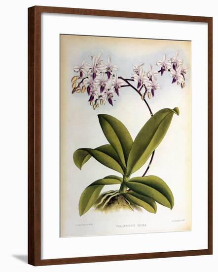 Phalaenopsis Rosea-John Nugent Fitch-Framed Giclee Print