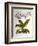 Phalaenopsis Rosea-John Nugent Fitch-Framed Giclee Print