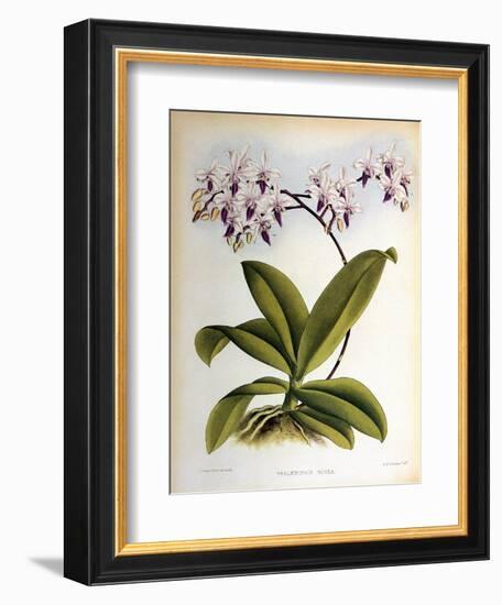 Phalaenopsis Rosea-John Nugent Fitch-Framed Giclee Print