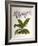 Phalaenopsis Rosea-John Nugent Fitch-Framed Giclee Print