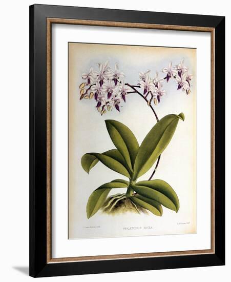 Phalaenopsis Rosea-John Nugent Fitch-Framed Giclee Print