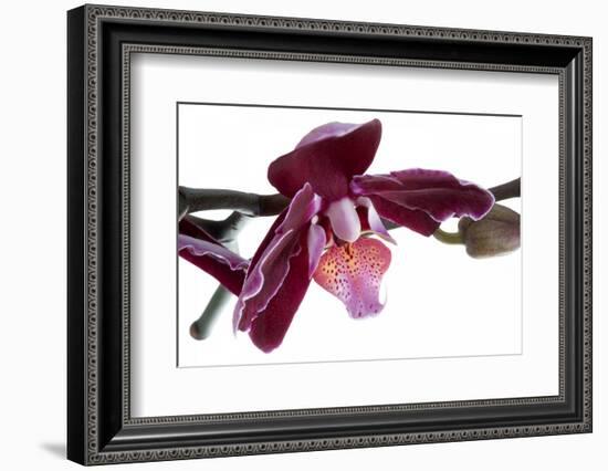 Phalaenopsis Taida Peael2-Fabio Petroni-Framed Photographic Print