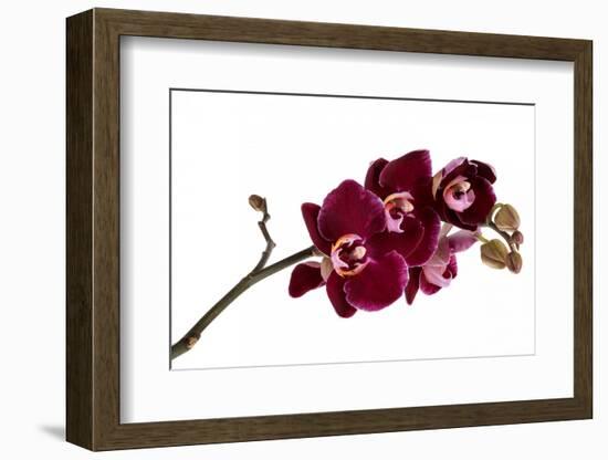 Phalaenopsis Taida Pearl4-Fabio Petroni-Framed Photographic Print