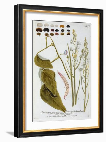 Phalangium from Johann Wilhelm Weinmann's Phytanthoza Iconographia, 1737-Georg Dionysius Ehret-Framed Giclee Print