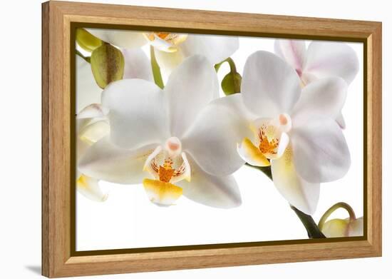 Phalanopsis Timothy Christopher1-Fabio Petroni-Framed Premier Image Canvas