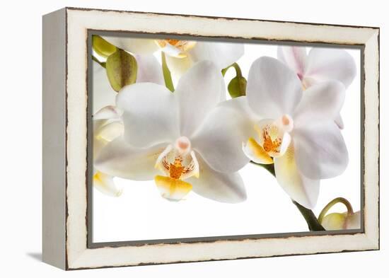 Phalanopsis Timothy Christopher1-Fabio Petroni-Framed Premier Image Canvas