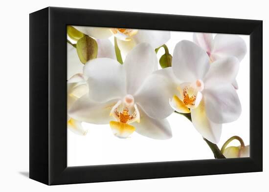 Phalanopsis Timothy Christopher1-Fabio Petroni-Framed Premier Image Canvas