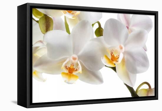 Phalanopsis Timothy Christopher1-Fabio Petroni-Framed Premier Image Canvas