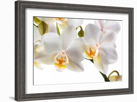 Phalanopsis Timothy Christopher1-Fabio Petroni-Framed Photographic Print