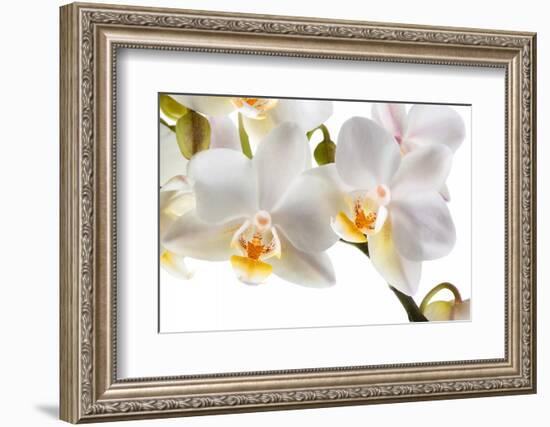 Phalanopsis Timothy Christopher1-Fabio Petroni-Framed Photographic Print