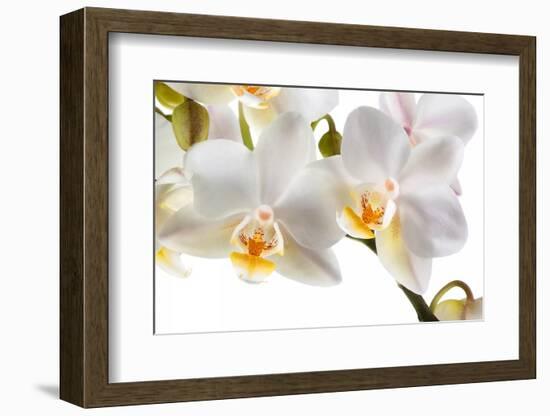 Phalanopsis Timothy Christopher1-Fabio Petroni-Framed Photographic Print