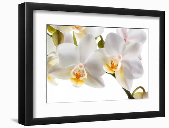 Phalanopsis Timothy Christopher1-Fabio Petroni-Framed Photographic Print