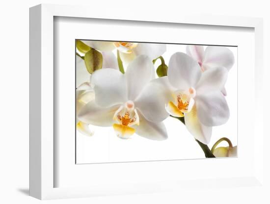 Phalanopsis Timothy Christopher1-Fabio Petroni-Framed Photographic Print