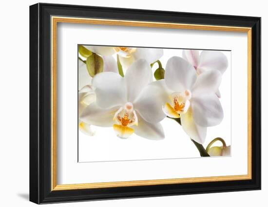 Phalanopsis Timothy Christopher1-Fabio Petroni-Framed Photographic Print