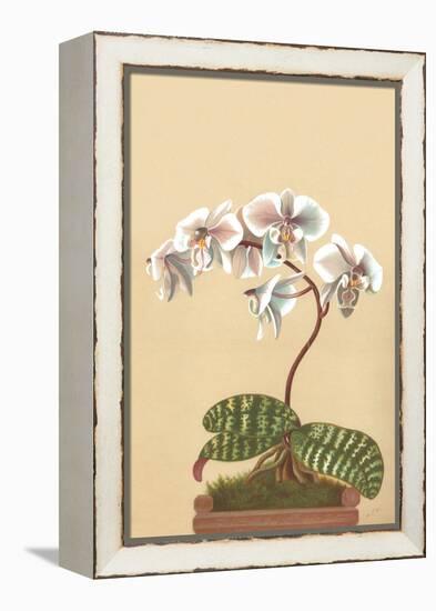 Phalenopsis Schilleriana-H.g. Moon-Framed Stretched Canvas