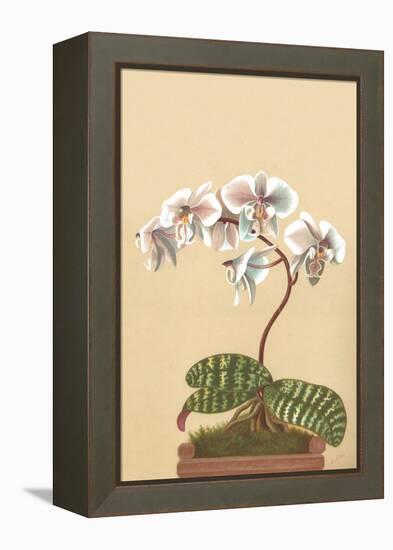 Phalenopsis Schilleriana-H.g. Moon-Framed Stretched Canvas