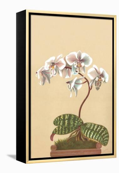 Phalenopsis Schilleriana-H.g. Moon-Framed Stretched Canvas