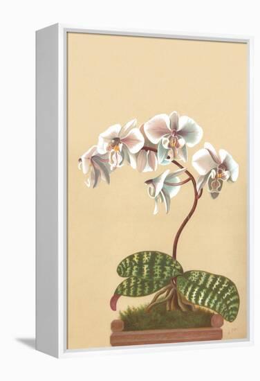 Phalenopsis Schilleriana-H.g. Moon-Framed Stretched Canvas