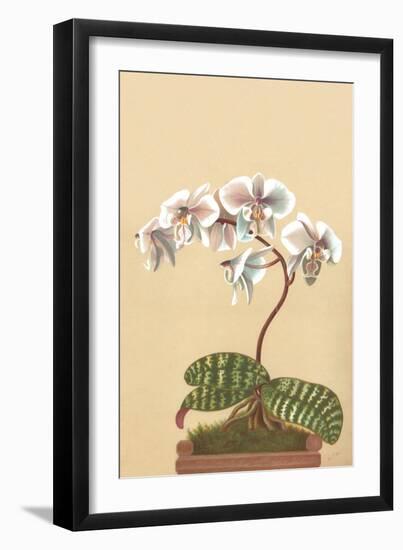 Phalenopsis Schilleriana-H.g. Moon-Framed Art Print