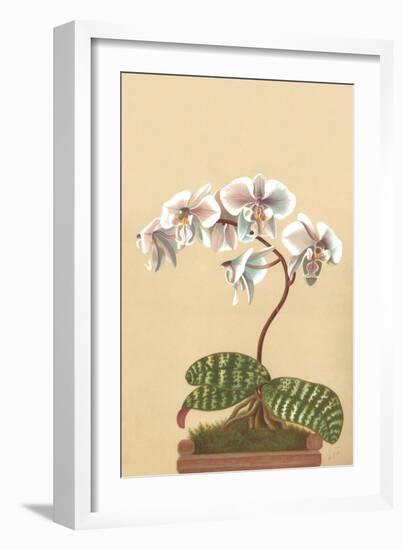 Phalenopsis Schilleriana-H.g. Moon-Framed Art Print