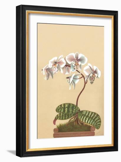 Phalenopsis Schilleriana-H.g. Moon-Framed Art Print