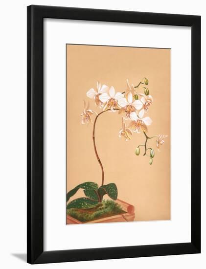 Phalenopsis Stuartiana; Philippine Orchid-H.g. Moon-Framed Art Print