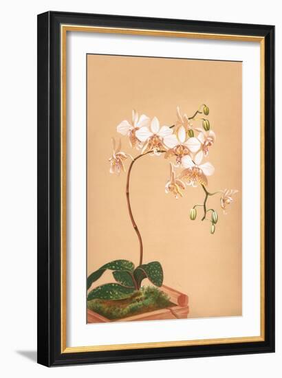 Phalenopsis Stuartiana; Philippine Orchid-H.g. Moon-Framed Art Print