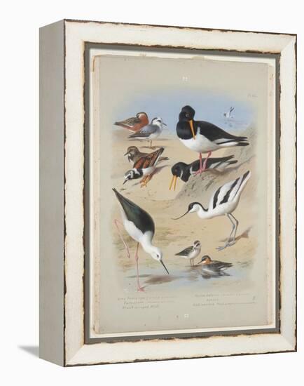 Phaleropes, Oystercatcher, Avocet, Turnstone and Stilt, C.1915 (W/C & Bodycolour with Gum Arabic Ov-Archibald Thorburn-Framed Premier Image Canvas