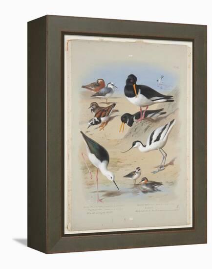 Phaleropes, Oystercatcher, Avocet, Turnstone and Stilt, C.1915 (W/C & Bodycolour with Gum Arabic Ov-Archibald Thorburn-Framed Premier Image Canvas