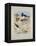 Phaleropes, Oystercatcher, Avocet, Turnstone and Stilt, C.1915 (W/C & Bodycolour with Gum Arabic Ov-Archibald Thorburn-Framed Premier Image Canvas