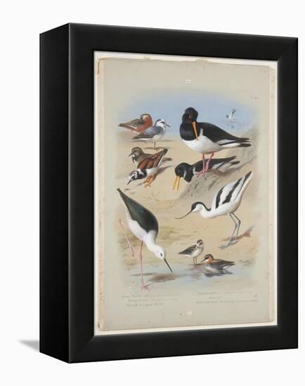 Phaleropes, Oystercatcher, Avocet, Turnstone and Stilt, C.1915 (W/C & Bodycolour with Gum Arabic Ov-Archibald Thorburn-Framed Premier Image Canvas