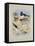 Phaleropes, Oystercatcher, Avocet, Turnstone and Stilt, C.1915 (W/C & Bodycolour with Gum Arabic Ov-Archibald Thorburn-Framed Premier Image Canvas