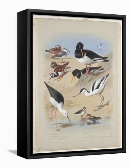 Phaleropes, Oystercatcher, Avocet, Turnstone and Stilt, C.1915 (W/C & Bodycolour with Gum Arabic Ov-Archibald Thorburn-Framed Premier Image Canvas