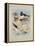 Phaleropes, Oystercatcher, Avocet, Turnstone and Stilt, C.1915 (W/C & Bodycolour with Gum Arabic Ov-Archibald Thorburn-Framed Premier Image Canvas