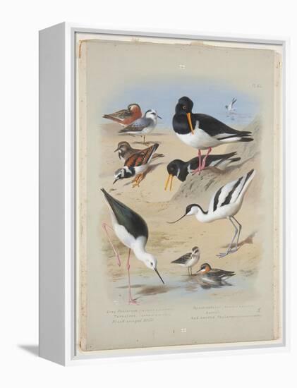 Phaleropes, Oystercatcher, Avocet, Turnstone and Stilt, C.1915 (W/C & Bodycolour with Gum Arabic Ov-Archibald Thorburn-Framed Premier Image Canvas