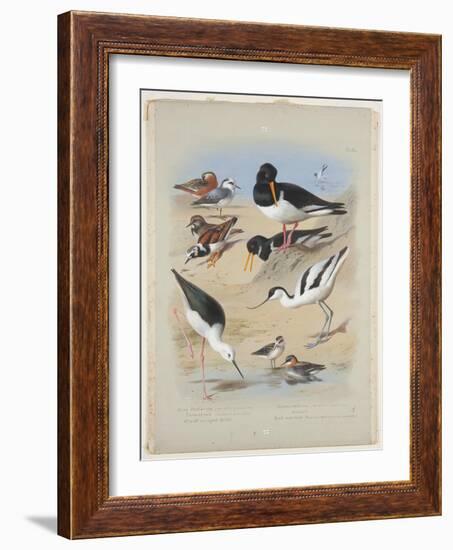 Phaleropes, Oystercatcher, Avocet, Turnstone and Stilt, C.1915 (W/C & Bodycolour with Gum Arabic Ov-Archibald Thorburn-Framed Giclee Print