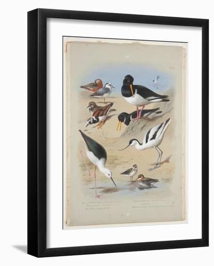 Phaleropes, Oystercatcher, Avocet, Turnstone and Stilt, C.1915 (W/C & Bodycolour with Gum Arabic Ov-Archibald Thorburn-Framed Giclee Print