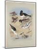 Phaleropes, Oystercatcher, Avocet, Turnstone and Stilt, C.1915 (W/C & Bodycolour with Gum Arabic Ov-Archibald Thorburn-Mounted Giclee Print