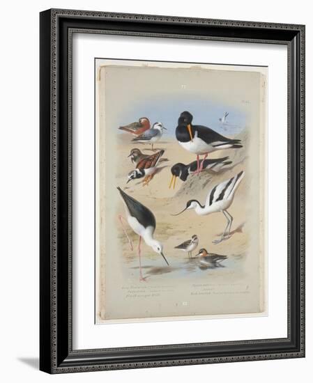 Phaleropes, Oystercatcher, Avocet, Turnstone and Stilt, C.1915 (W/C & Bodycolour with Gum Arabic Ov-Archibald Thorburn-Framed Giclee Print