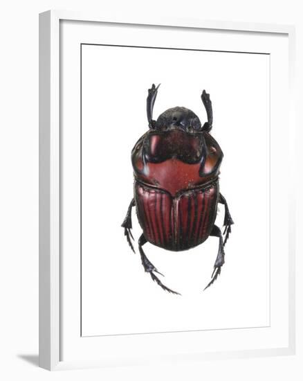 Phanaeus Dung Beetle-Lawrence Lawry-Framed Photographic Print