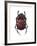 Phanaeus Dung Beetle-Lawrence Lawry-Framed Photographic Print