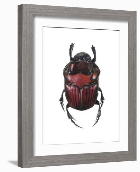 Phanaeus Dung Beetle-Lawrence Lawry-Framed Photographic Print