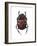 Phanaeus Dung Beetle-Lawrence Lawry-Framed Photographic Print