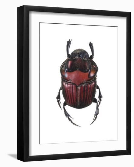 Phanaeus Dung Beetle-Lawrence Lawry-Framed Photographic Print